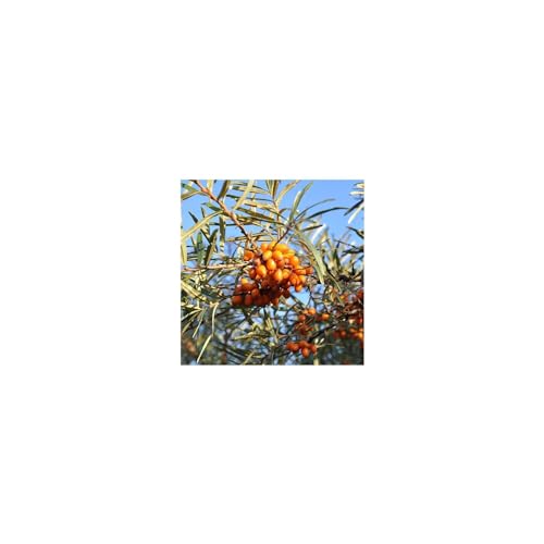 Weleda Body Lotion - Deep Hydration, Natural Sea Buckthorn Extract - 6.8 fl oz