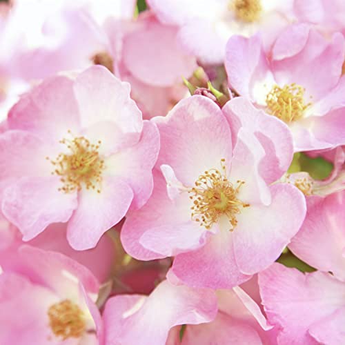 Weleda Night Face Cream - Hydrating Wild Rose & Almond Oils, 1oz Tube for Radiant Skin