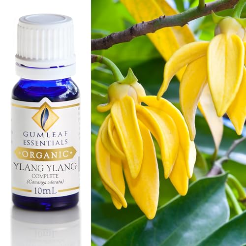 Gumleaf Essentials Organic Ylang Ylang Essential Oil - 100% Pure, Vegan, Certified Organic - 10ml
