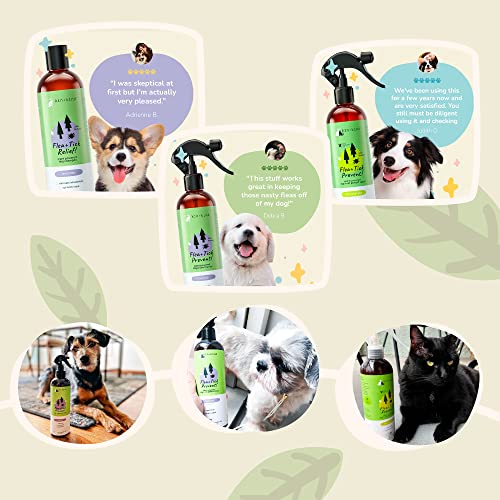 kin+kind Dog Shampoo & Flea/Tick Spray Set - Natural Ingredients, Lavender Scent - 12oz Each