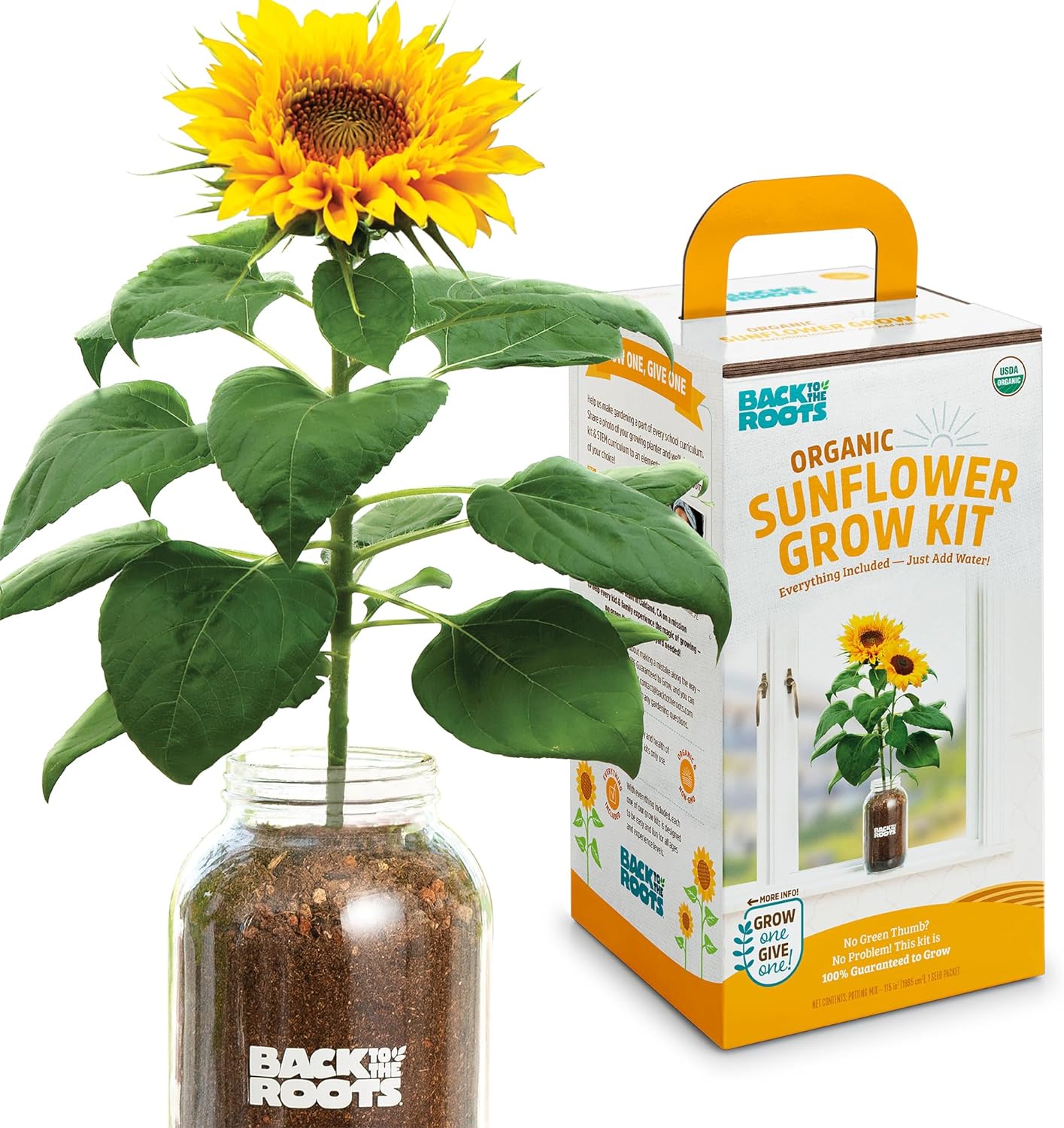 Back to the Roots Sunflower Grow Kit - Organic Seeds & Soil, Year-Round Indoor Gardening