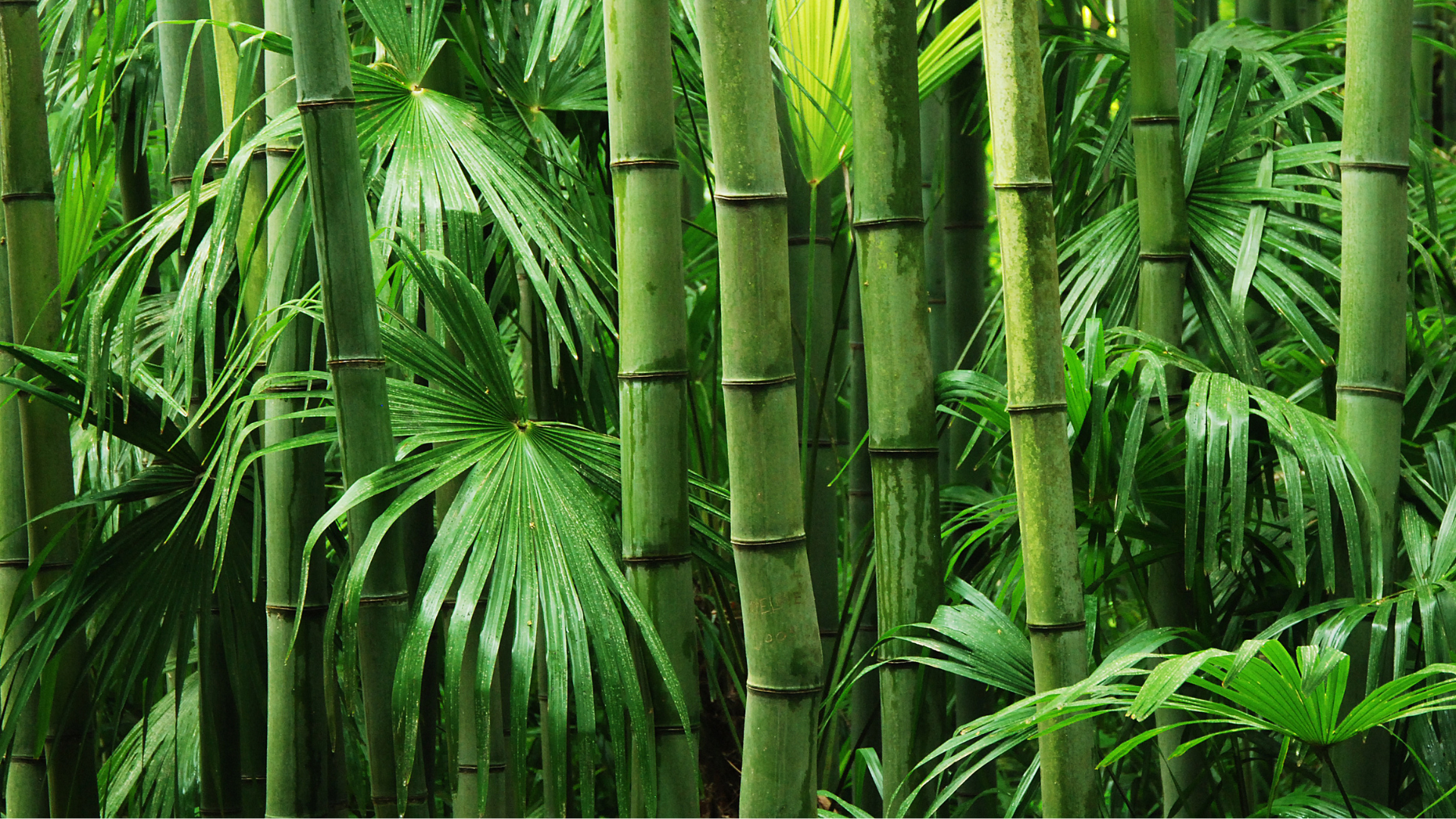 Bamboo Extract: A Sustainable and Skin-Friendly Ingredient