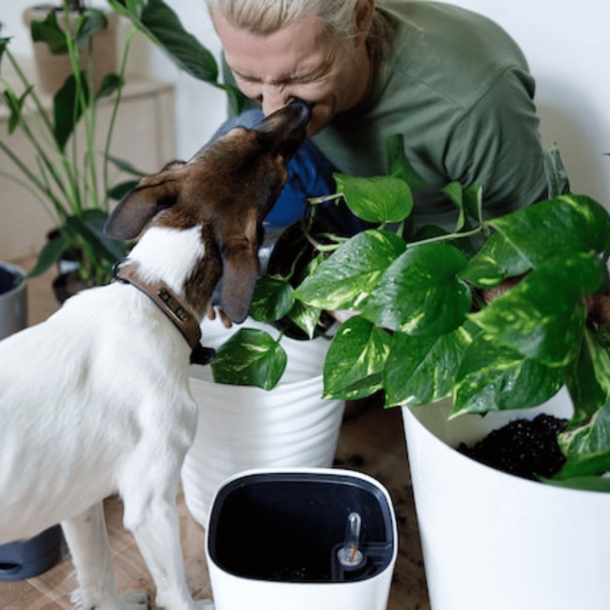 Apartment Gardening 101: Transforming Your Space