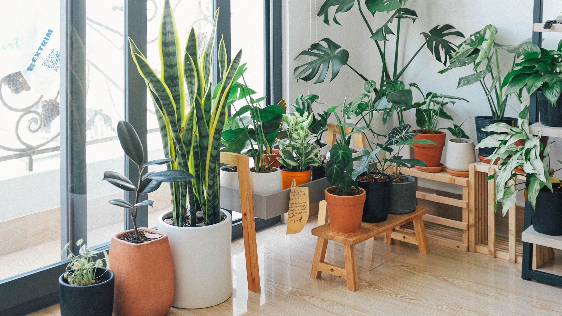 Indoor Air Quality in Winter: 8 Best Plants for a Healthier Home