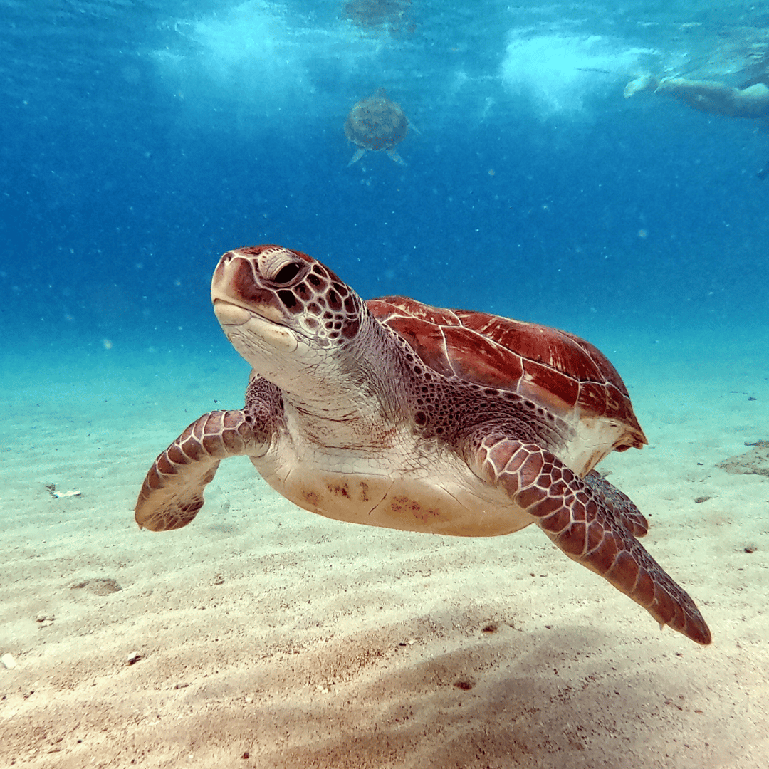 The Pacific Leatherback Sea Turtle