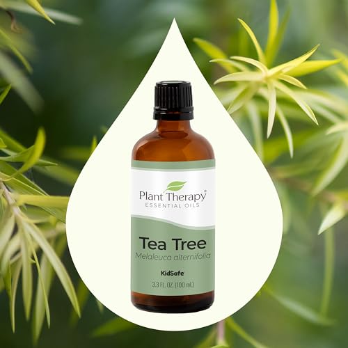 Plant Therapy Tea Tree Essential Oil - Soothes Skin, Purifies Air, Supports Immunity - 100 mL