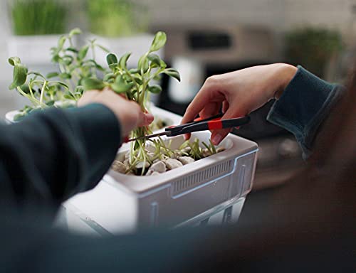 Back to the Roots Microgreens Kit - Organic Pea & Sunflower Seeds, Nutrient-Rich Harvest - 0.56oz