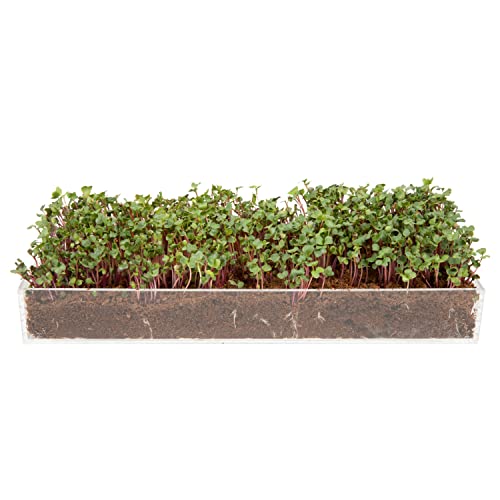 Window Garden Microgreens Grow Kit - Non-GMO, Organic Seeds, Hydroponic Tools - Indoor & Outdoor