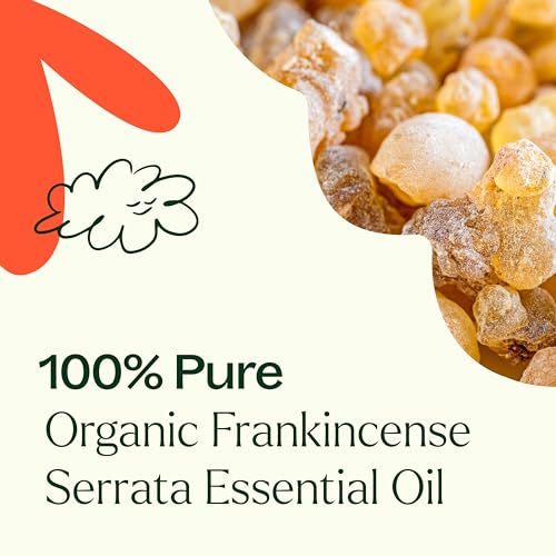 Plant Therapy Frankincense Serrata Essential Oil - USDA Organic, Pure Aromatherapy - 100 mL