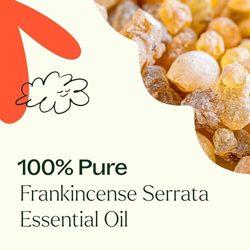 Plant Therapy Frankincense Serrata Essential Oil - Promotes Clear Breathing, 100% Pure - 10 mL