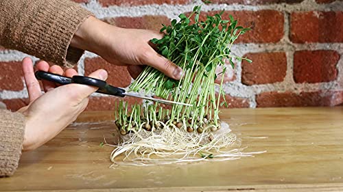 Back to the Roots Microgreens Kit - Organic Pea & Sunflower Seeds, Nutrient-Rich Harvest - 0.56oz