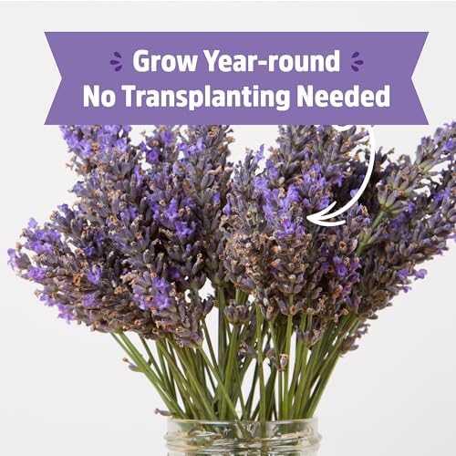 Back to the Roots Lavender Grow Kit - Organic Seeds, Easy Indoor Gardening - Mason Jar Set