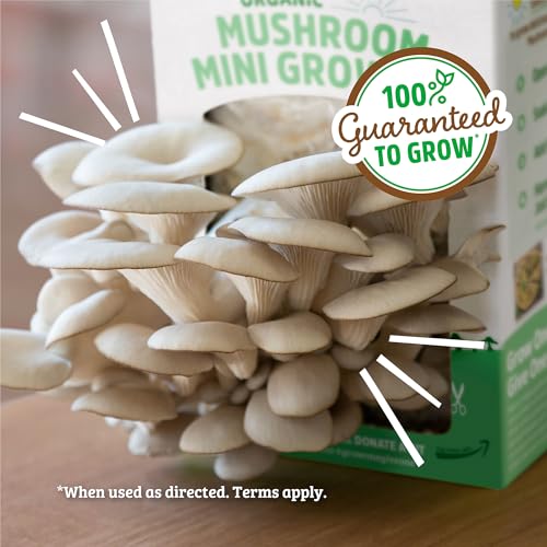 Back to the Roots Mini Mushroom Grow Kit - Organic Harvest in 10 Days, Indoor Gardening - 2 Crops