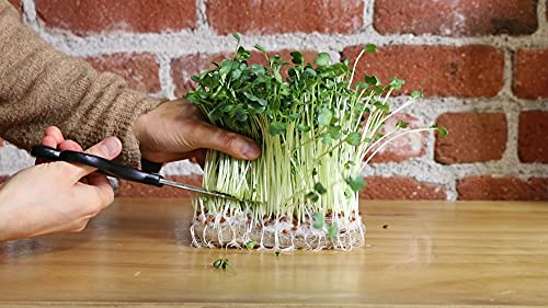 Back to the Roots Microgreen Kit - Organic Non-GMO Sunflower & Radish Seeds, 5 Count