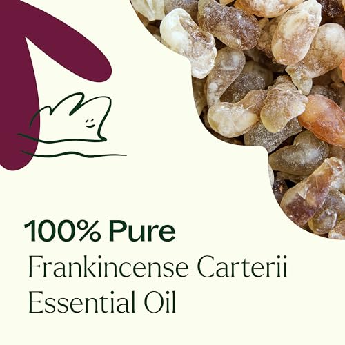 Plant Therapy Frankincense Carteri Essential Oil - Boost Immunity, 100% Pure, 10 mL