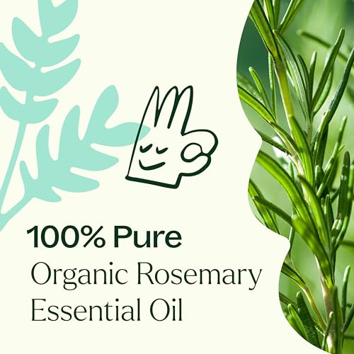 Plant Therapy Organic Rosemary Essential Oil - Boosts Focus, Supports Healthy Hair - 10 mL