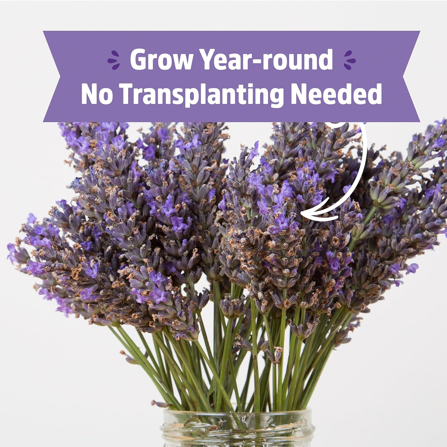 Back to the Roots Lavender Grow Kit - Organic Seeds, Easy Indoor Gardening - Mason Jar