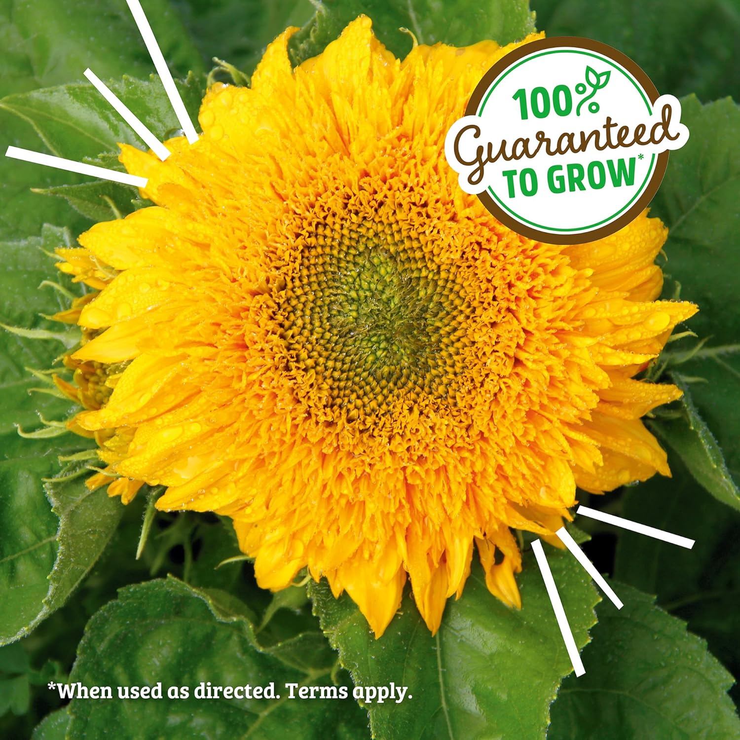 Back to the Roots Sunflower Grow Kit - Organic Seeds & Soil, Year-Round Indoor Gardening