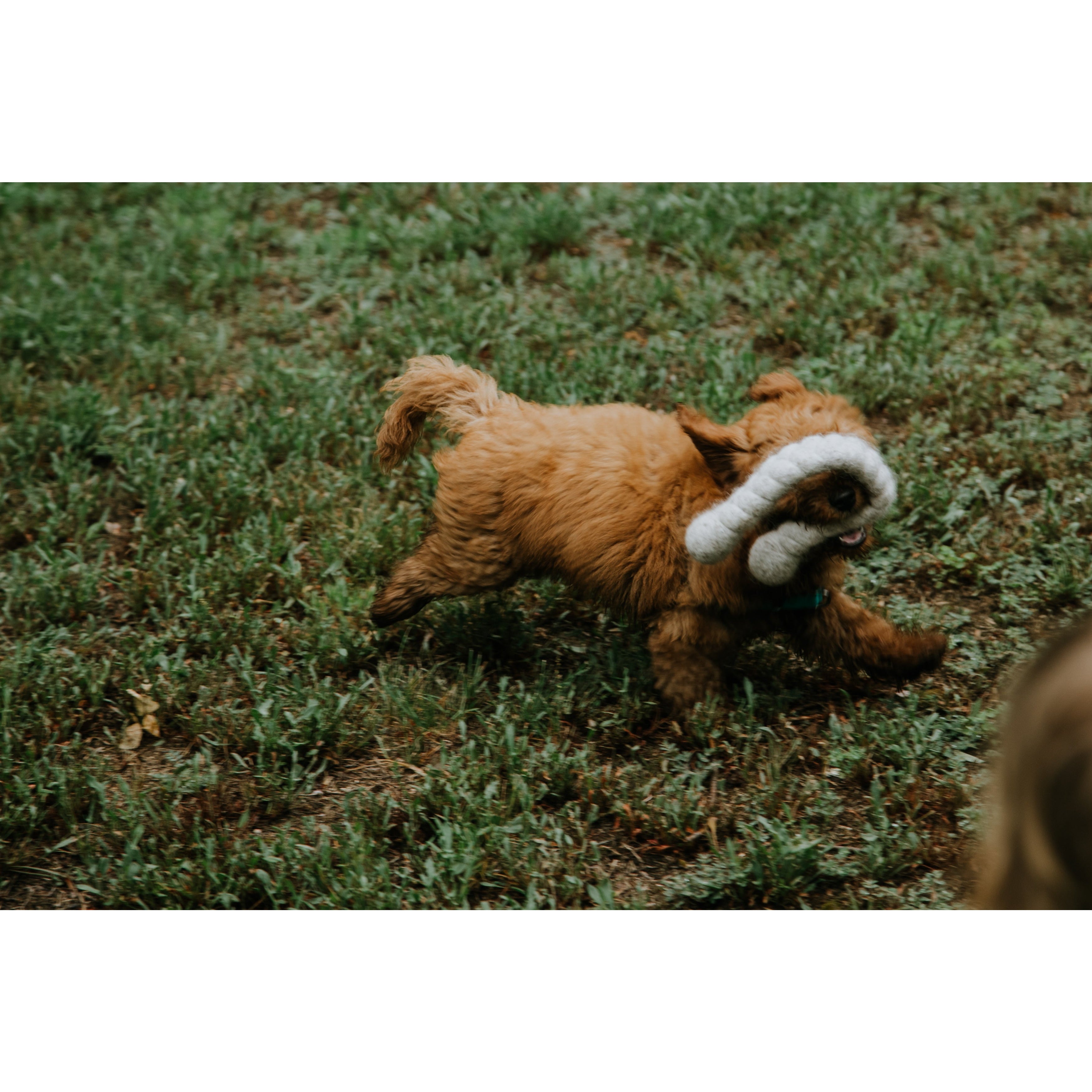 Wooly Tug Toys