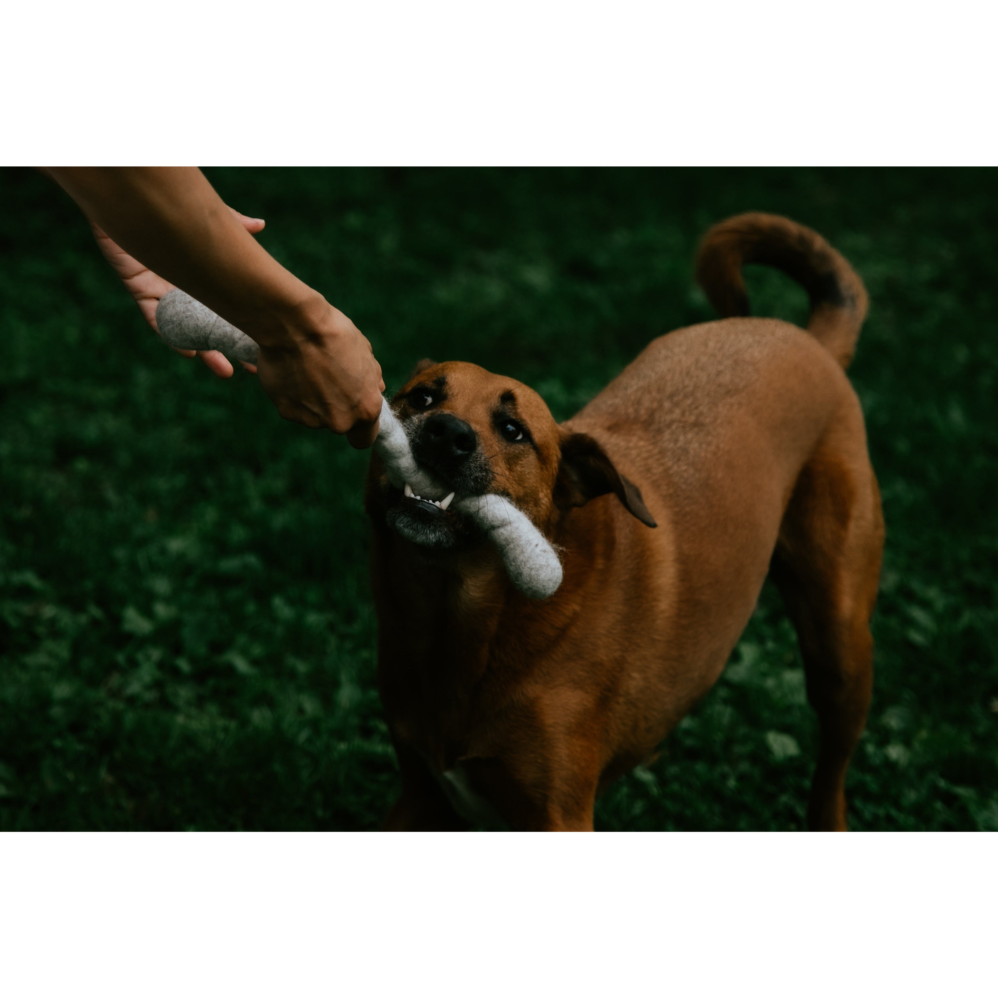 Wooly Tug Toys