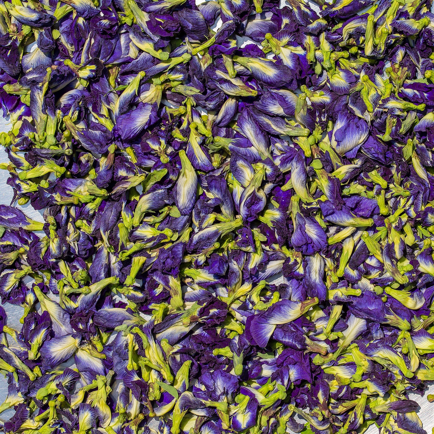 Butterfly Pea Flower Tea | 3 Mini Tins