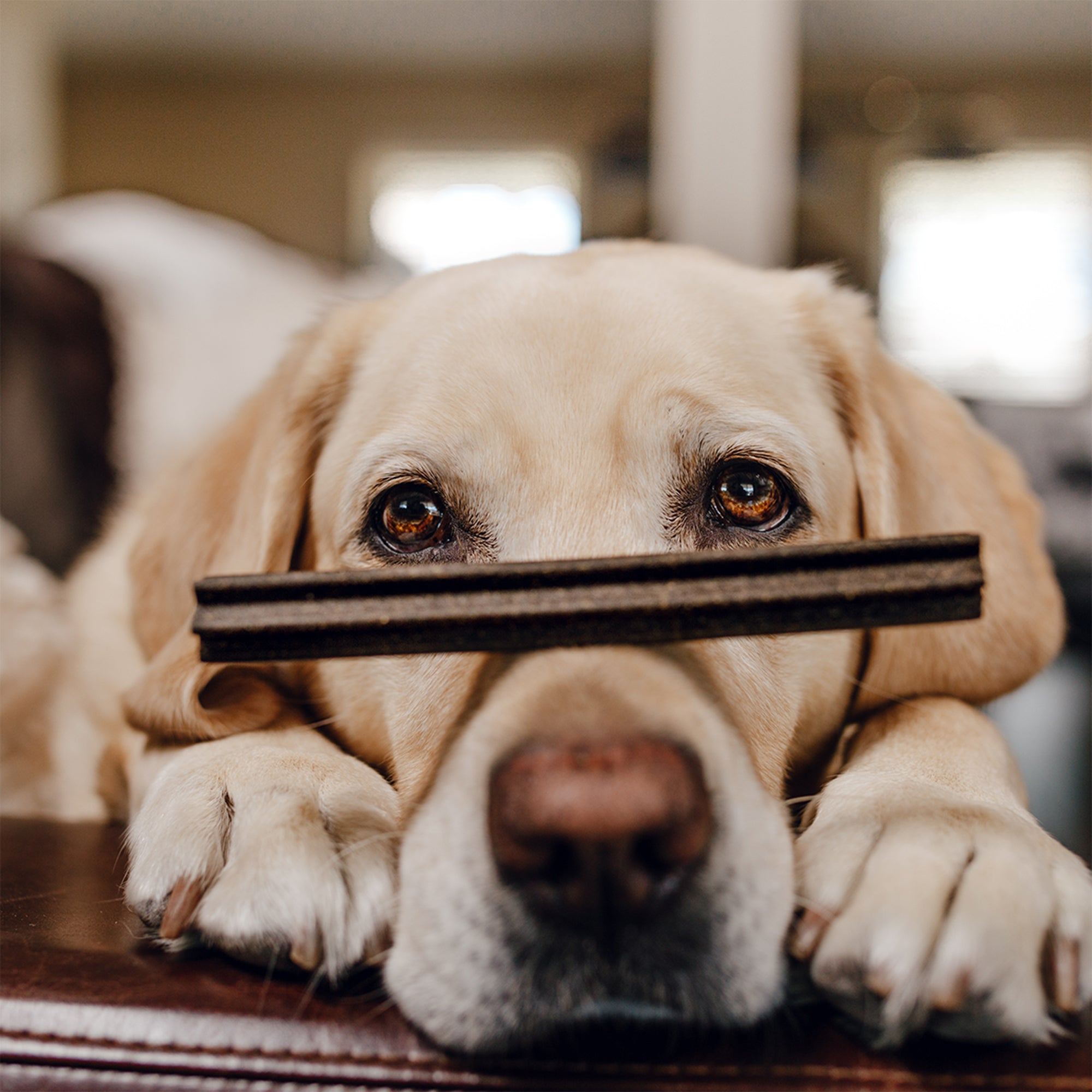 The Tooth Berry Dental Sticks for Dogs